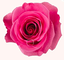 Роза Qualisa Tabatha дл.50 25шт