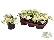 Эпипремнум Пиннатум Хэппи Лиф d12 h20 6шт