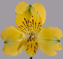 Альстромерия Tessa Florida дл.60 10шт