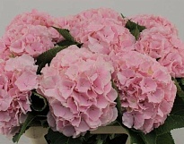 Гортензия Verena 22 дл.90 1шт