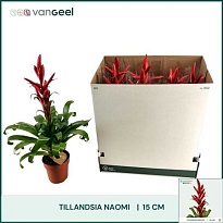 Тилландсия Наоми d15 h65 7шт