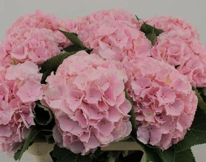 Гортензия Verena 22 дл.90 1шт