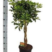 Шеффлера Голд Капелла Твист стем d23 h85 1шт