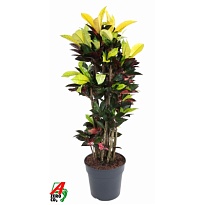 Кодиеум Исетон Бранчд. d34 h180 1шт