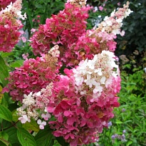 Гортензия (Hydrangea) метельчатая Пинки Винки 3,6л h40-50 1шт