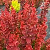 Барбарис (Berberis) тунб. Неон 2л h40-45 1шт