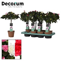 Азалия Стэм микс d13 h40 6шт