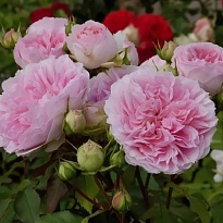 Роза Курфюрстин Софи парковая/Цв.Кор