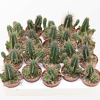 Эуфорбия Ферокс d5 h10 20шт