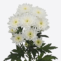 Хризантема кустовая Altaj 75 gr 5шт