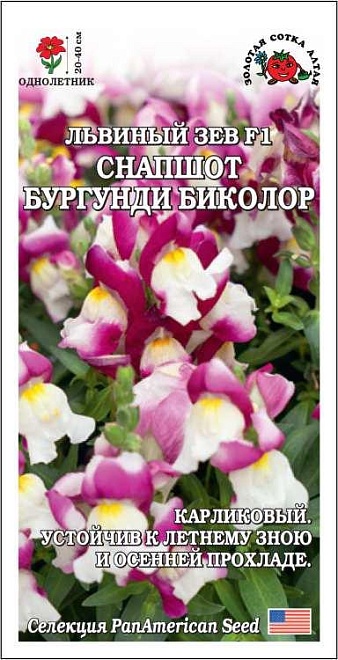 Антирринум (Львиный зев) Снапшот Бургунди Биколор 10шт /ЗС