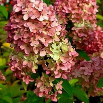 Гортензия (Hydrangea) метельчатая Мэджикал Кэндл d12 h20-30 8шт