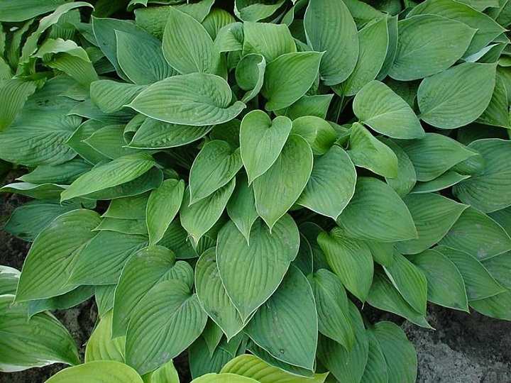 Хоста Форчуна Гиацинтина 1шт*