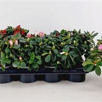 Азалия Крисмэс микс d12 h25 8шт