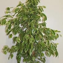 Фикус Голден Кинг d27 h150 1шт