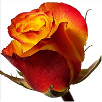 Роза E.q.r. Ecuatoroses High Orange дл.50 25шт