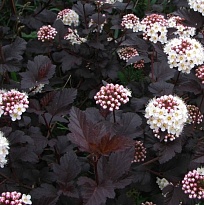 Пузыреплодник (Physocarpus) калинолист. Диабло d9 h10-20  1шт