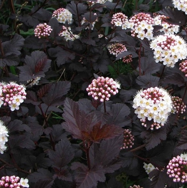Пузыреплодник (Physocarpus) калинолист. Диабло d9 h10-20  1шт
