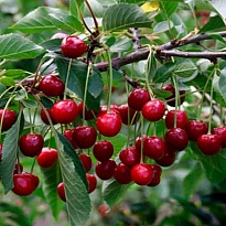 Вишня Тургеневка/Цв.Кор 1шт