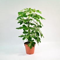 Шеффлера Нора d13 h45 8шт