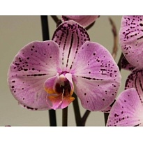 Орхидея Фален. Касси 2 ст d12 h65 10шт