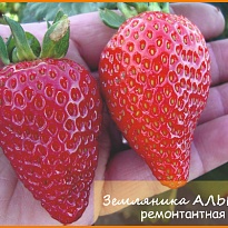Земляника Альбион ремонт. (стакан) 1шт