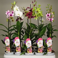 Орхидея Дендобиум Са Нук микс d11 h65 8шт