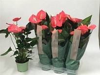 Антуриум Майне d14 h60 7шт