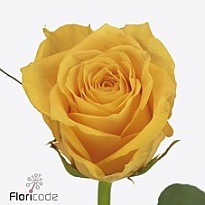 Роза Jackpot дл.40 10шт