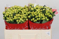 Гиперикум Smiley Romance дл.50 10шт