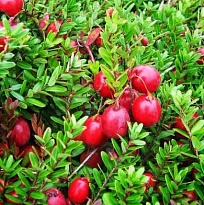 Клюква крупноплодная Стивенс/Цв.Кор