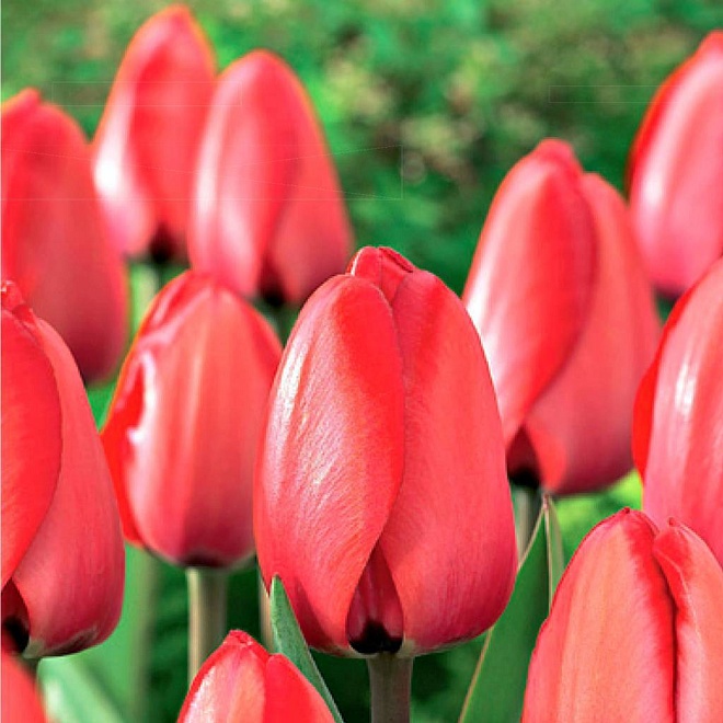 Тюльпан Ред Импрешн Дарв.гибр 11/12 5шт в сетке
