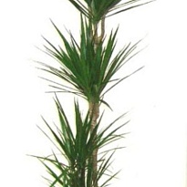 Драцена Марг. 4Д d27 h150 1шт