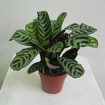 Ктенанта Бурле Маркси d14 h35 8шт