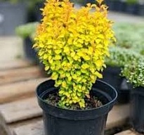 Барбарис (Berberis) тунб. Еллоу Тауэр d9 h25-35 18шт