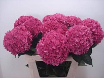 Гортензия Rodeo Red дл.80 d 20-21 1шт