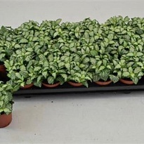 Фиттония Вайт Тайгер d8 h10 21шт