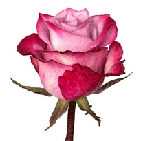 Роза Ivan Deep Purple дл.60 25шт