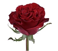 Роза Star Hearts дл.60 25шт