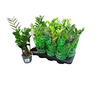 Замиокулькас Италия d12 h40 12шт