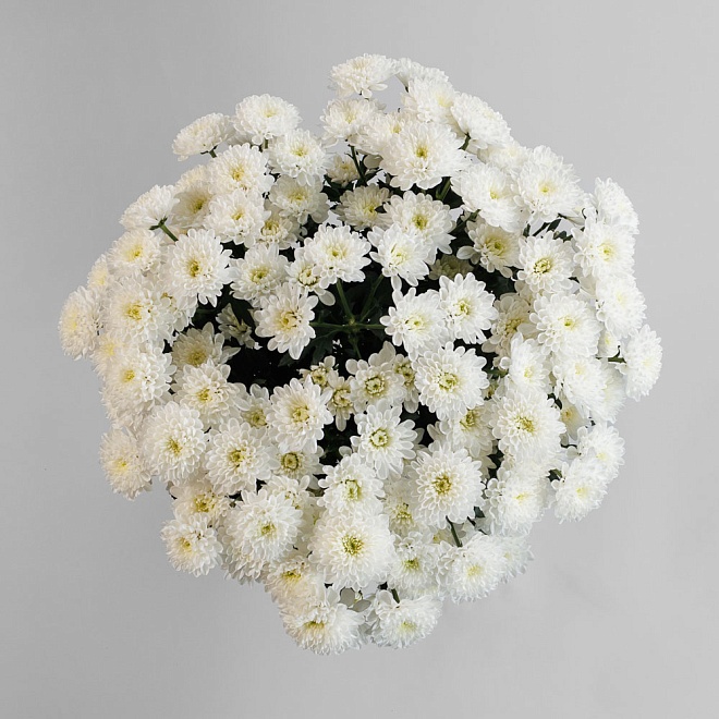 Букет из хризантемы "Серенада"