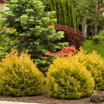 Туя (Thuja) западная Рейнголд d9 h35 6шт