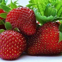 Земляника Фейерверк (стакан) 1шт