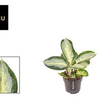 Аглаонема Тартл Грин d12 h30 6шт