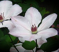 Клематис (Clematis) Ян Павел II 2л 1шт