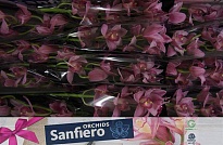 Орхидея Cymbidium Elliot Rogers*12 дл.50 1шт