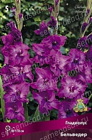 Гладиолус Бельведер 10/12 5шт