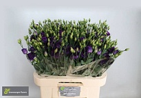 Эустома Minuet Dark Purple 10шт