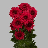 Хризантема кустовая Lamira Red 5шт