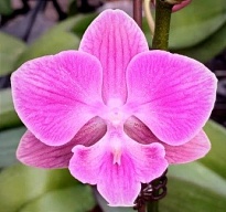 Орхидея Фален. Афина 2ст d12 h60-70 10шт